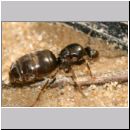 Lasius cf niger - Schwarzgraue Wegameise 06 10mm - Koenigin.jpg